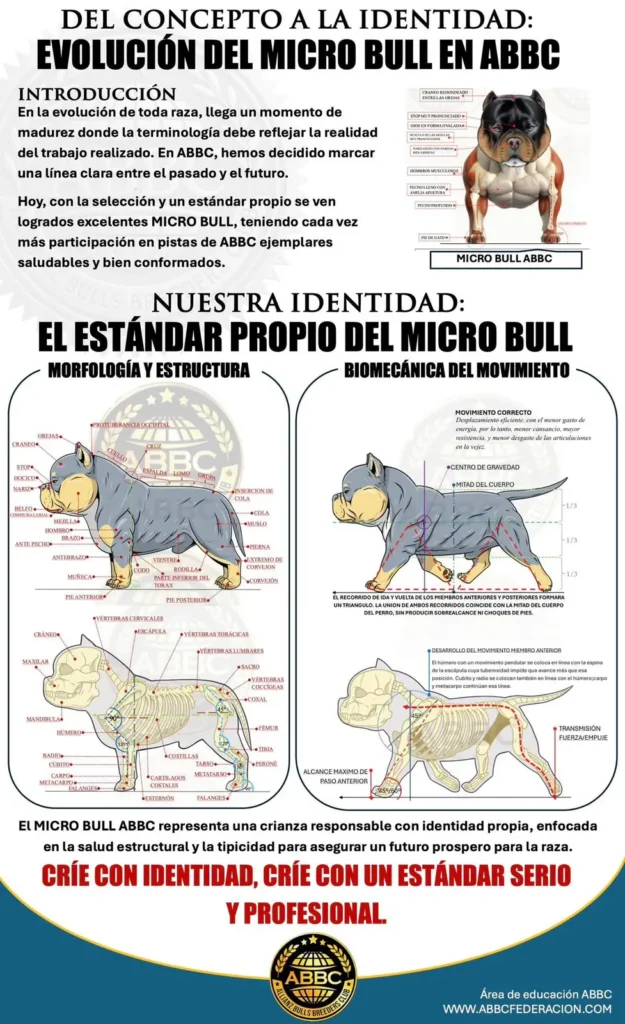 Del concepto a la identidad: de “Exotic” a Micro Bull