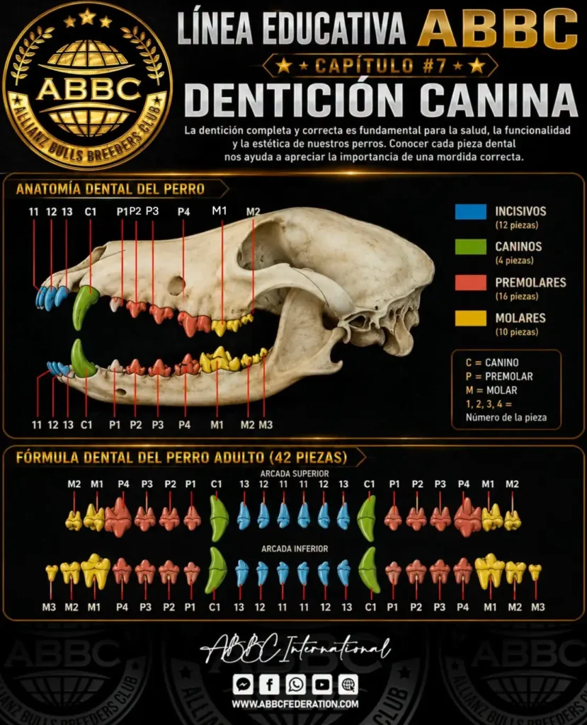Dentición canina: la base de una mordida funcional