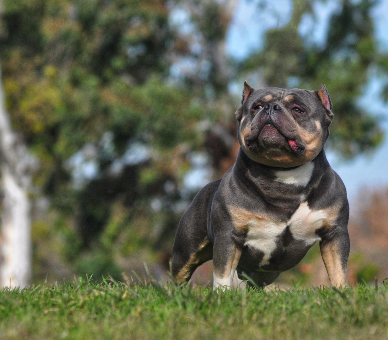 GER BULLS TYSON