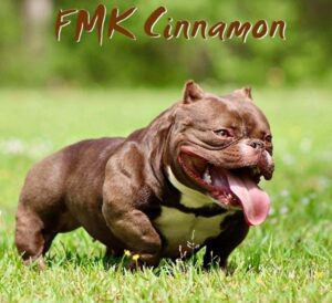 FAMILY MADE KENNEL CINNAMON · Madre